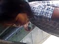 Mesum Saat Kecil images Mesum Saat Kecil