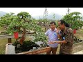 SH.1470.Ngắm là phê ngay cây Sanh ngũ Hổ bình liêu và cây Ổi trực hoành triển lãm Yên Lập13/7/2018.