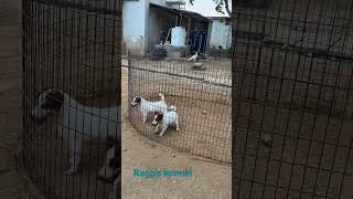 Jack Russell Terrier Puppies Available 9994449717