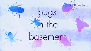 Bugs In The Basement - Hylotrupes Bajulus aka The Old House Borer