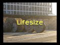 A Fine Frenzy - Lifesize