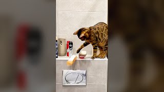 Naughty Cat Knocks Over Things - Funny Cat Videos