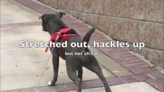 Ultimate Blue Staffordshire Bull Terrier I See U 2