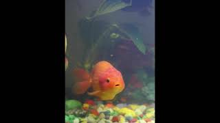 Koi Fish Dfish Jingle W Major 5000 Litre Koi Pond Koi Fish 3D Koi Fish Dfish Jingle W Major