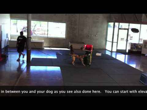 images of Dog Better In This Training Video For Sport Dogs And Police