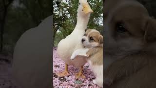 Os Patos E Seus Amigos Cachorros Margot