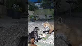 Cat Fox Fight Place Help Me Like Subscribe
