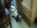 Cats and dogs