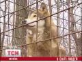 Видео Состоятельные киевляне держат волков и медведей