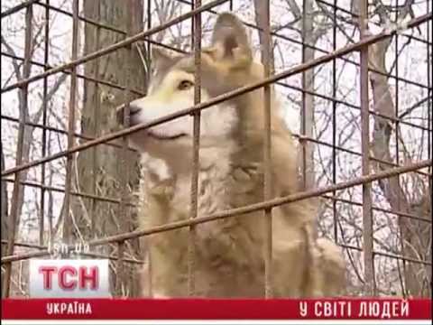 Состоятельные киевляне держат волков и медведей
