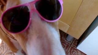 Bull Terrier Chic