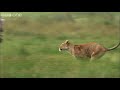 HD: Lioness Hunts Zebra - Nature's Great Events: The Great Migration - BBC One