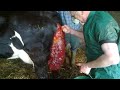 Ian Taylor (Spire Vets) Forces a cows prolapsed vagina back inside.