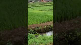Kokan Nature Manaoon