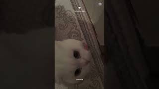 Baxışına Qurban Olum Məsi