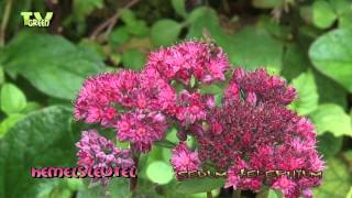Flora View - Hemelsleutel - Sedum Telephium - Orpine