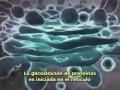 biologia leucocito celula subtitulado