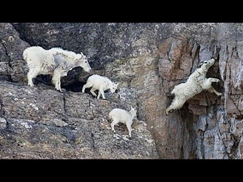 GOATS CLIMBING ON A 160-FOOT-TALL DAM IN ITALY | Discovery Animal Planet