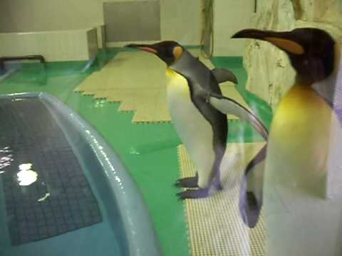 王子動物園　皇帝ペンギン　09／09／06