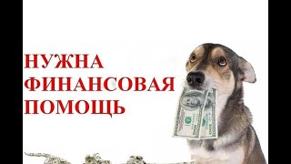 Как открыть сбор денег в Личном кабинете Тинькофф Банк