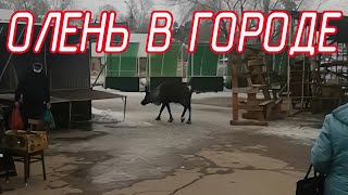 Олень На Дороге В Ангарске