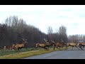 Félezer szarvas vonulása. Deer her migration