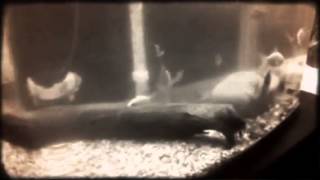 Fish Room 1 @MicroQuatics