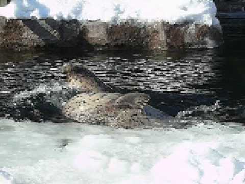 旭山動物園　流氷のもぐもぐタイム
