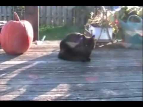 Lost Sabrina cat finds her home for Christmas