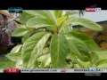 gma news