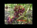 Сорт клубники майя отзывы Сорт клубники майя отзывы