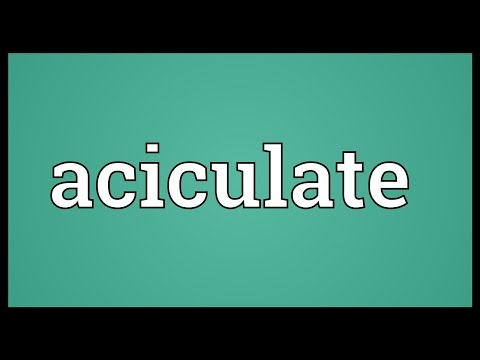 Header of aciculate