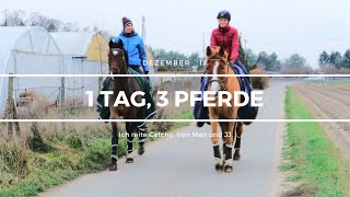 1 Tag, 3 Pferde - Ich reite Catchy, Iron Man und JJ | Dezember '18
