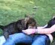 l'Arianna si fa un cane