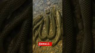 A Gecesi Ya Darr Esmasını 100 Kere Çekerse, Düşmüş Olduğu Dertten Kurtulur
