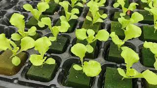 12 Days After Sowing. Olmetie Lettuce. February 18, 2023. -Hydroponics