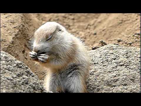 プレーリードッグの赤ちゃん。Baby Prairie Dog．Edogawa Zoo．＃04