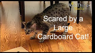 Scared of Large Cardboard Cat! Kittens Investigate!