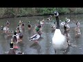 Ducks on Frozen Lake (Bramhall Park)