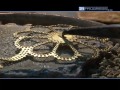 filigrana