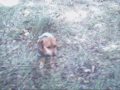 jack the dog episode 1 first day of the rest of jacks life