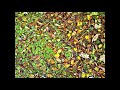 In Contrast - Into The Light [DEMO]