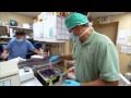Watch Is Stem Cell Therapy right for your pet? MediVet America Video