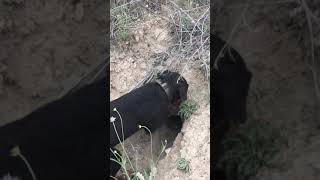 Ziggi The Jagdterrier Dog And The Rabbit Holes