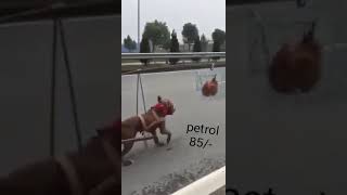 Funny video dog and man