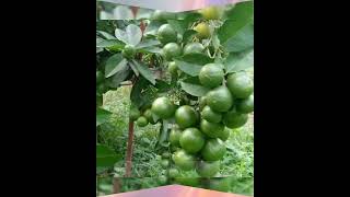 Den Bloom Original Live Thai All Time Desi Hybrid Pati Lemon Plant Air - Layering Pati Lemontr...