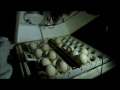 turkey embryos moving inside their eggs
