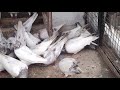 indian pigeon