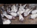 indian pigeon