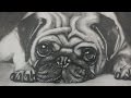 Drawing a Pug Puppy Dog - Realistic Art